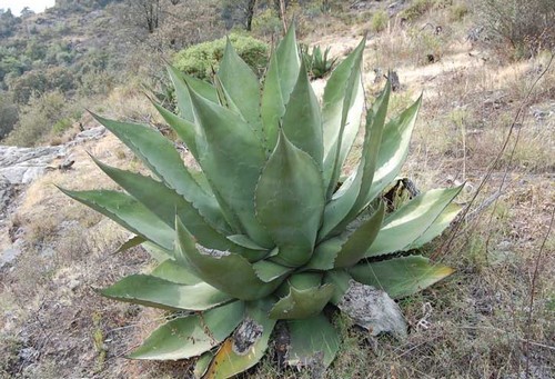 agave salmiana