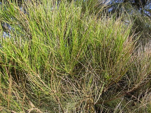 casuarina