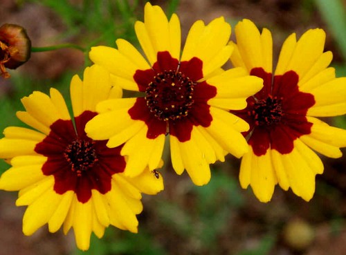 coreopsis tinctoria