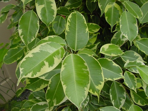 Ficus, varietà e cure