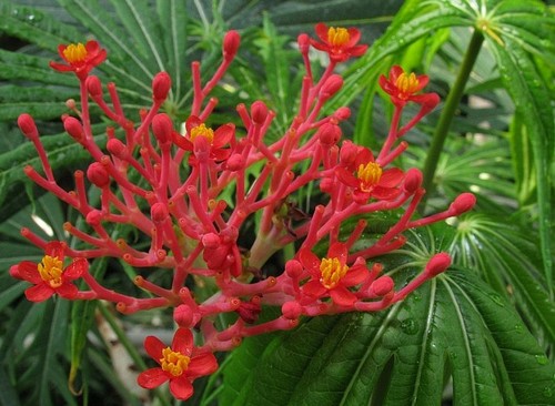 jatropha multifida