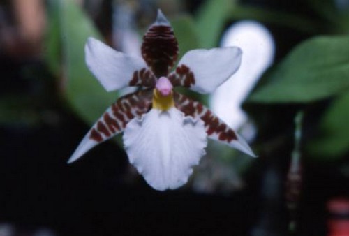 L'orchidea Lemboglossum