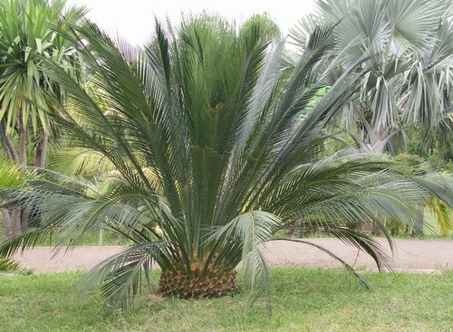 macrozamia