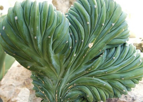 Mirtillocactus, pianta grassa