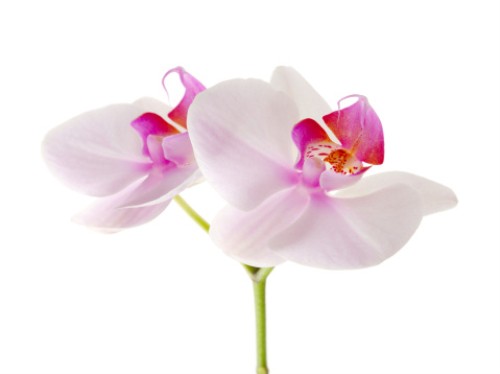 Le orchidee recise durano più a lungo degli altri fiori