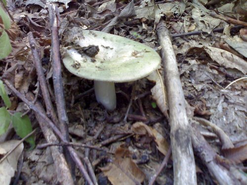 russula