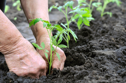 Come creare un orto: le aiuole e la scelta delle semine