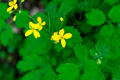 significato fiori celidonia