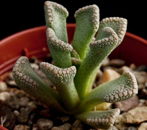 Titanopsis calcarea, pianta grassa