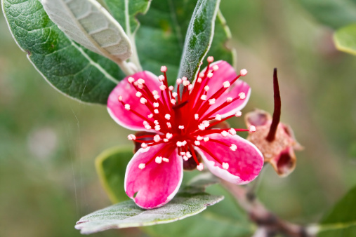 feijoa coltivazione in vaso