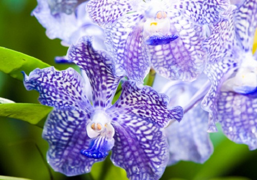 Le orchidee, ecco le cinque specie rare (Foto)