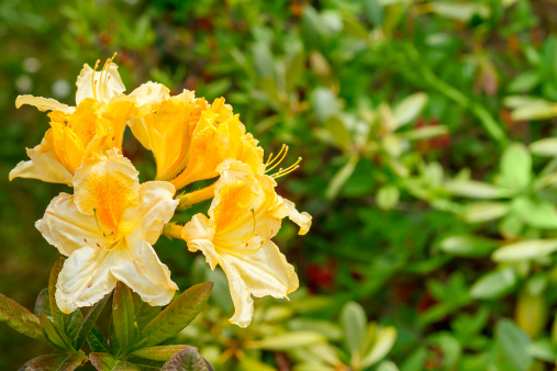 Rododendro, le specie più belle