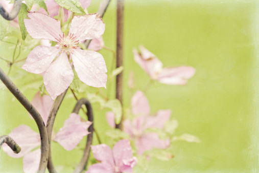 fiori piante portafortuna anno nuovo