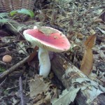 russula colombina