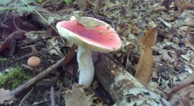 russula colombina