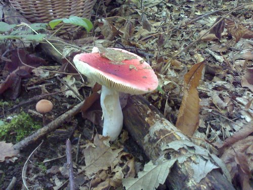 russula colombina