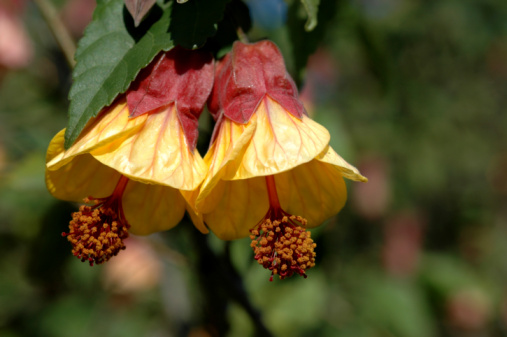 Abutilon