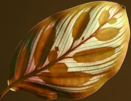 calathea