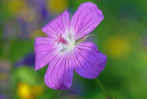 significato fiori erba cimina