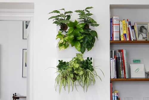 Arredare l'appartamento con le piante: i quadri vegetali