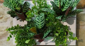 arredare appartamento piante quadri vegetali