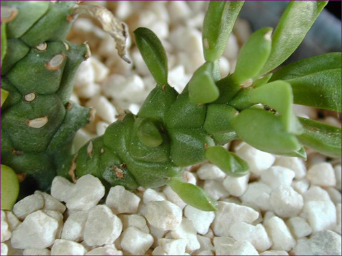 Monadenium, pianta grassa