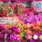 perugia flower show torna 24 maggio