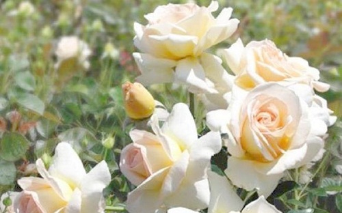 rosa melissa bassi ibrido francese