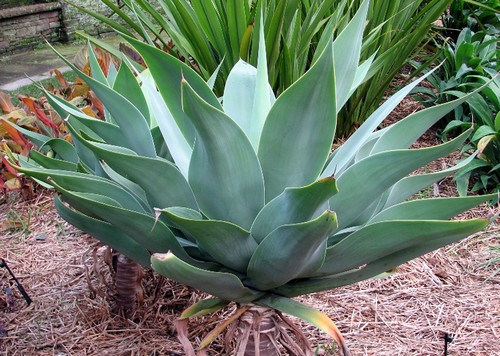 agave attenuata