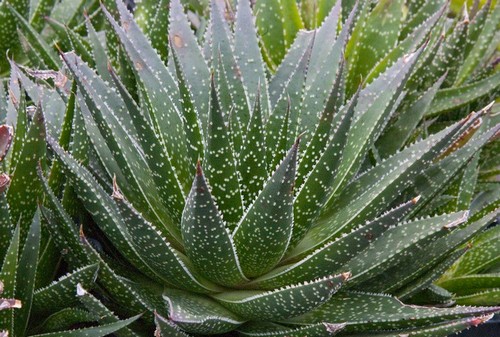 aloe aristata