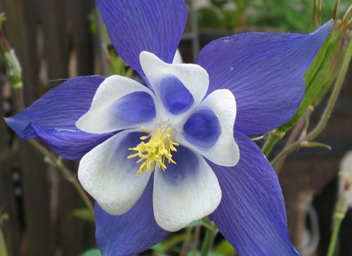 aquilegia