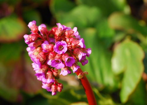 bergenia