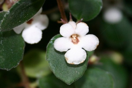 codonanthe crassifolia rampicante perenne