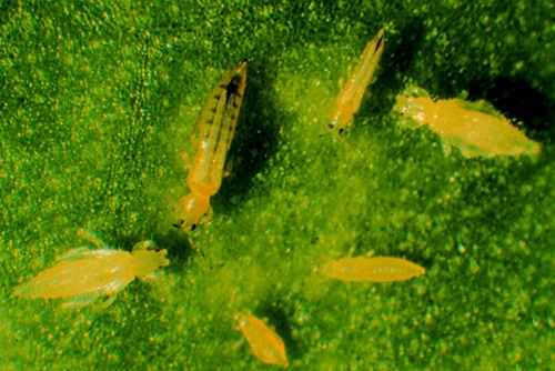 frankliniella insetto parassita