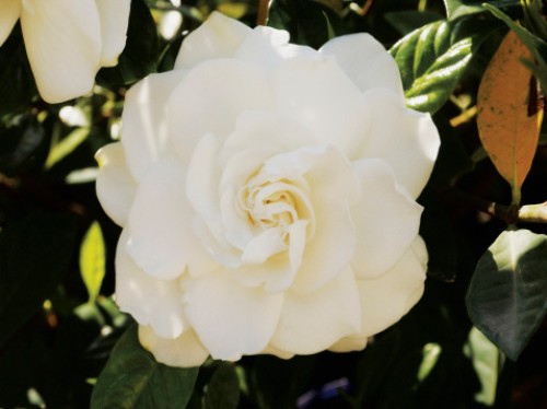 gardenia