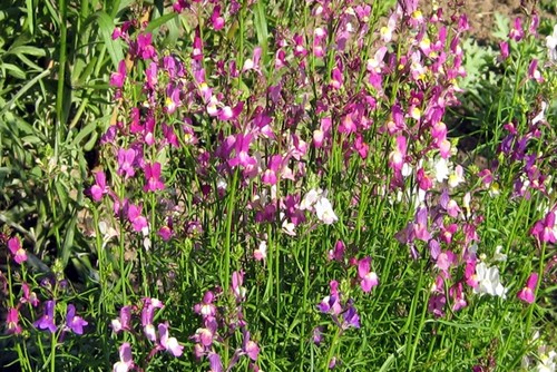 linaria maroccana