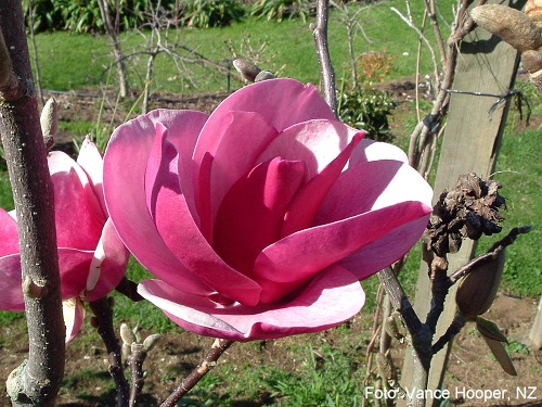 La magnolia Cleopatra