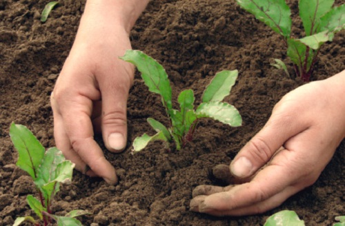 Come creare un orto: semina e messa a dimora