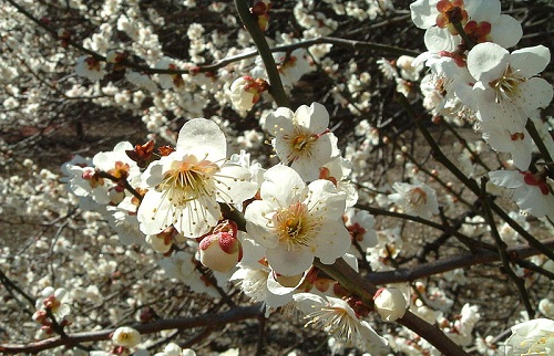 prugno giapponese nuovi alberi frutto genoma