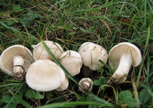 funghi primaverili specie più diffuse