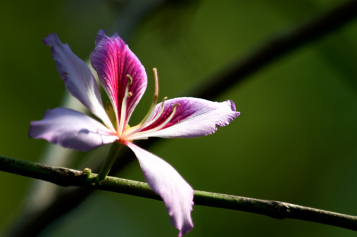 bauhinia varietà cure