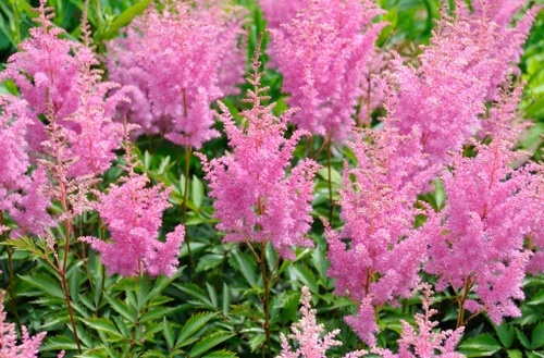 astilbe