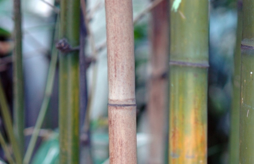arundinria bamboo appartamento