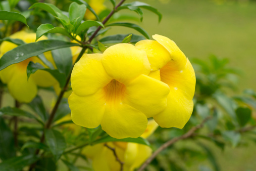 allamanda