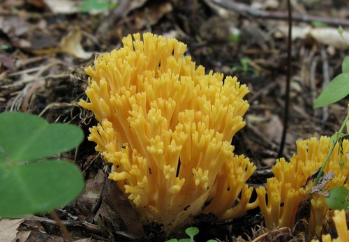 Manina, il fungo a forma di corallo
