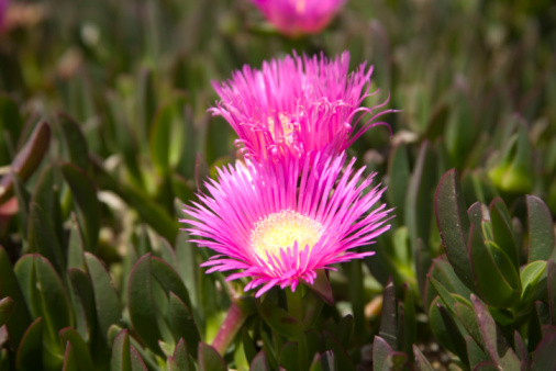 lampranthus specie più belle