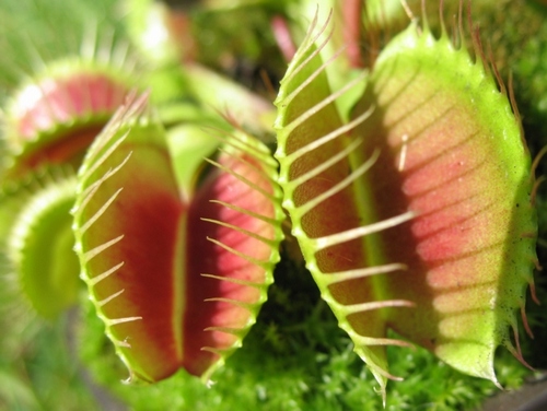 dionaea pianta carnivora