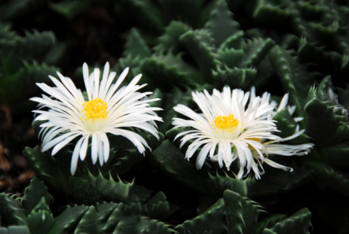 faucaria coltivazione