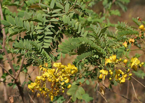 Cassia auriculata