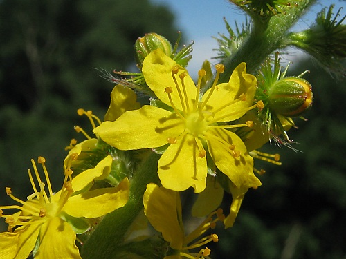 significato fiori agrimonia eupatoria